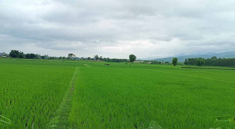 देशभर ९८ प्रतिशत धान रोपाइँ सकियो