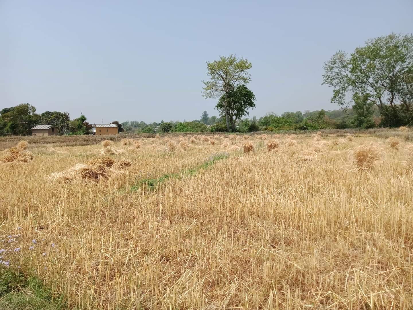 सरकारले ताेक्याे गहुँकाे न्यूनतम समर्थन मूल्य, प्रतिक्विन्टल ४ हजार १०७ रुपैयाँ